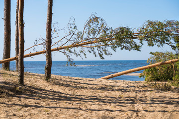 Driftwood log on sea coast. Sunny summer day. Latvia. River called Gauja