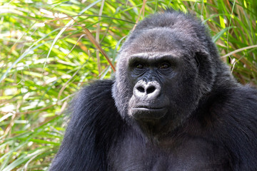 Obraz premium Close up Gorilla portrait near green grass