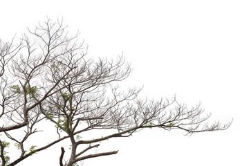 Branches isolated on white background. Clipping path.