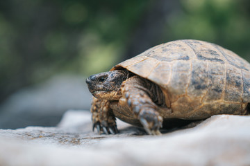 Close-up turtle in nature. Walking on the rock