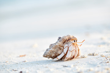 Hermit Crab on a beach