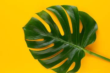 Tropical Jungle Leaf, Monstera, resting on flat surface, on yellow background.