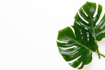 Naklejka na ściany i meble Tropical Jungle Leaf, Monstera, resting on flat surface, on white wooden background.