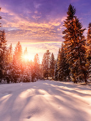 Fantastic winter mountain landscape. overcast colorful clouds, glowing in sunlight. alp trees, of snow covered , under in a warm sunlight. Dramatic wintry scene. Beauty on the world. creative image.
