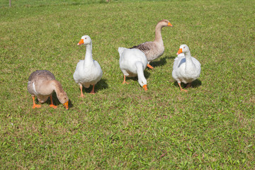 Some ducks in a green pasture in Dolomites area