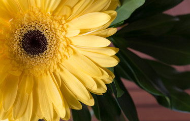 Yellow Gerbera Daisy flower closeup