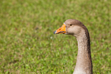 Some ducks in a green pasture in Dolomites area