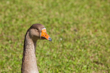 Some ducks in a green pasture in Dolomites area