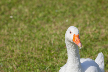 Some ducks in a green pasture in Dolomites area