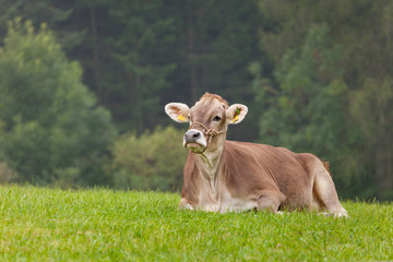 A brown alpine cow resting in a green pasture in Dolomites area