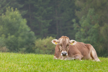 A brown alpine cow resting in a green pasture in Dolomites area