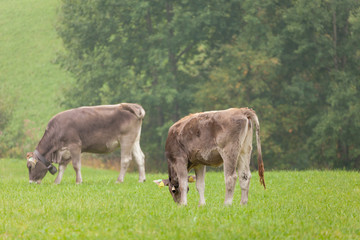 A brown alpine cow resting in a green pasture in Dolomites area