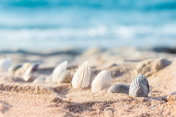 Fototapeta na wymiar seashells in the sand
