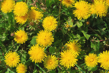 Spring background of meadow of yellow beautiful dandelions.