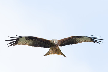 close-up flying red kite (milvus milvus) bird