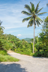 Road in the jungle in sunny day, Asia