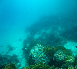 Naklejka na ściany i meble sea fish, coral reef, underwater