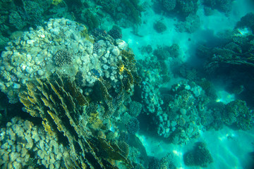 sea fish, coral reef, underwater