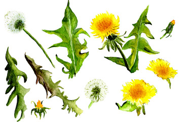 dandeloins watercolor illustration.hand drawn painting on a white background.