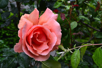 Blooming pink rose flower with water drops on green leaves background in the garden after rain.
