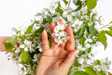 Tenderness female hands with spring flowers. Concept of tenderness, skin care, the hands of the girl hold spring flowers