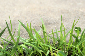 Obraz premium fresh spring green grass