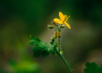Yellow flower with green leaves