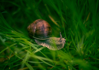 Snail crawling in the grass