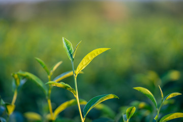 The tea leaves grow in the middle of the tea plantation.  the new shoots are soft shoots. Water is a healthy food and drink. as background Healthcare concept with copy space for your text or design