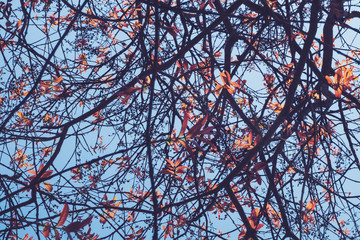Colorful Trees in Spring season