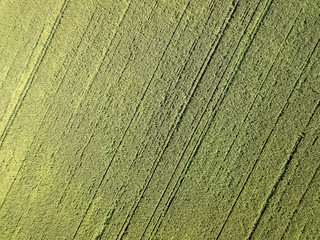 Fototapeta premium Aerial drone photography. Flying over the cornfield