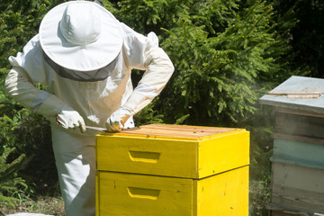Beekeeper in protective workwear inspecting honeycomb frame at apiary.