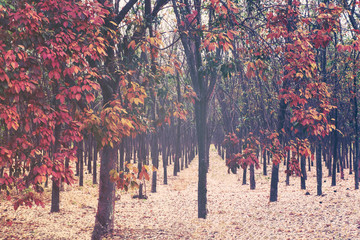 Colorful Trees in Spring season