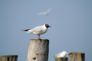 Möven - Meeresvogel