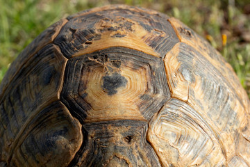 Naklejka premium big turtle in nature