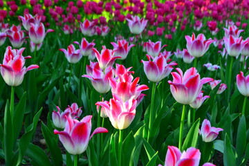 Beautiful Wallpaper With Tulips In The Garden Park