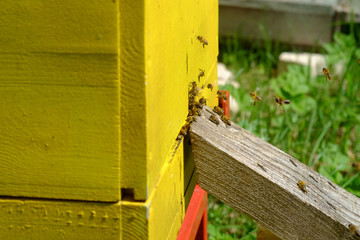 Close up view of the working bees in yellow bee hive on a sunny day