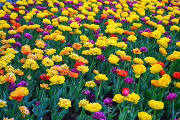 Beautiful Wallpaper With Tulips In The Garden Park