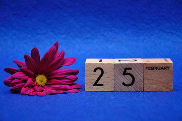 Fototapeta na wymiar 25 February on wooden blocks with a purple daisy on a blue background