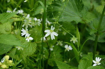 frühling