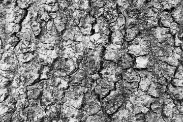 black and white tree bark texture background