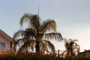 Stunning afternoon light bathing suburban palm trees in Australia.