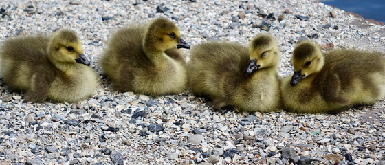 Netherlands. Four chicken of Greater Canada Goose