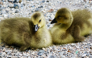 Netherlands. One chick of Greater Canada Goose