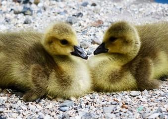 Netherlands. Two chicken of Greater Canada Goose