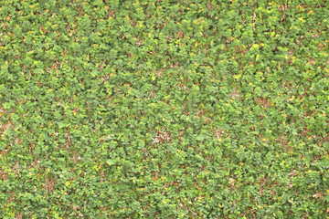 Green tree wall close up