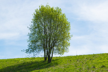 Fototapeta na wymiar Spring tree under the sun