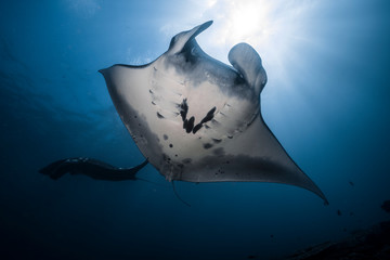 Manta Rays with Sunburst
