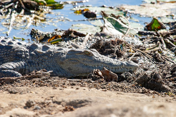 kruger mpumalanga national park south africa