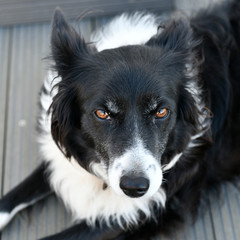 the most wonderful island in Ireland : Inishbofin